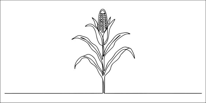 Simple line drawing of a stalk of corn with leaves and a single cob, Hand-drawn illustration of a corn plant growing in dry, cracked earth with exposed roots, Elegant Black and White Line Drawing of a