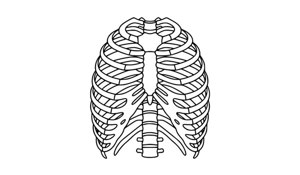 Detailed Human Ribcage Anatomical Vector Diagram in Monochrome Isolated on White Background for Medical Education
