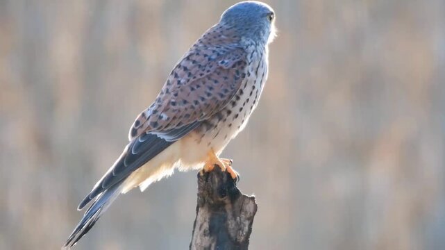 Common Kestrel Perched on Branch Looking Down for Prey