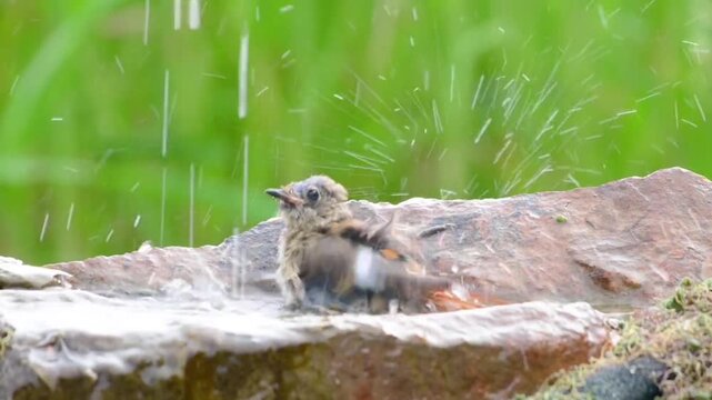 A Daurian Redstart bathing on a rock.
