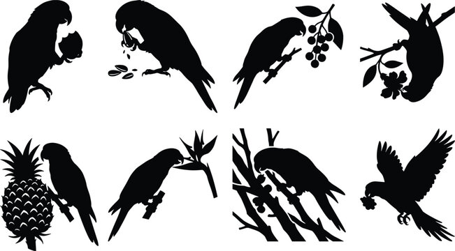 Vector collection of black parrot silhouettes eating tropical fruits nuts and berries on tree branches