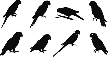 Vector collection of black parrot silhouettes in various perching and standing poses on white background © Hafijul