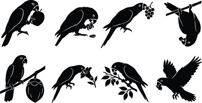 Vector collection of black parrot silhouettes eating tropical fruits nuts and flowers on tree branches