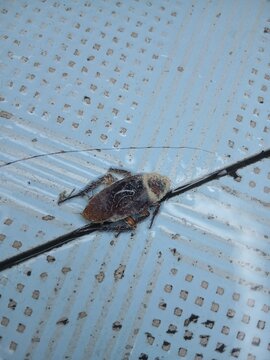 A dead cockroach in the bathroom.