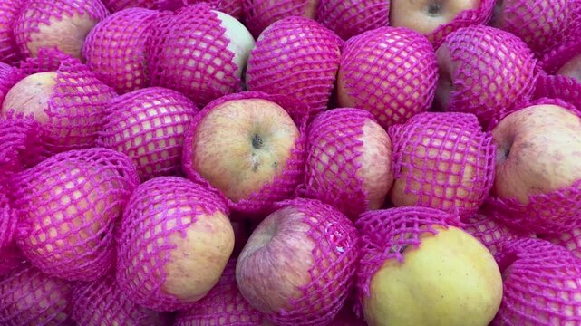 Fresh fuji apples wrapped in pink protective foam net