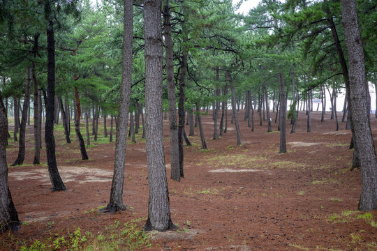 trees in the park