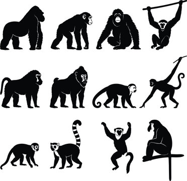 Set of black silhouettes of various monkeys apes and primates isolated on a white background