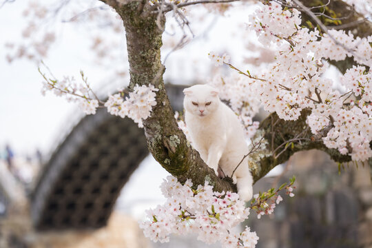 Cute white cat on cherry blossom tree branch in spring time.