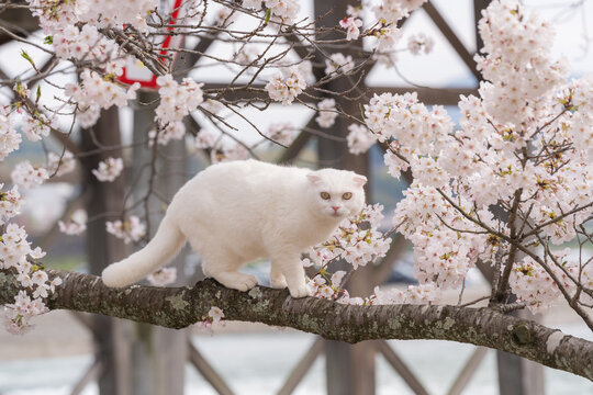 Cute white cat on cherry blossom tree branch in spring time.