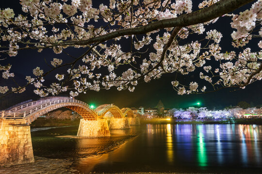 Kintai Bridge Illuminated at night. Cherry blossoms along the Nishiki River bank. The Sakura festival. Iwakuni, Yamaguchi Prefecture, Japan.