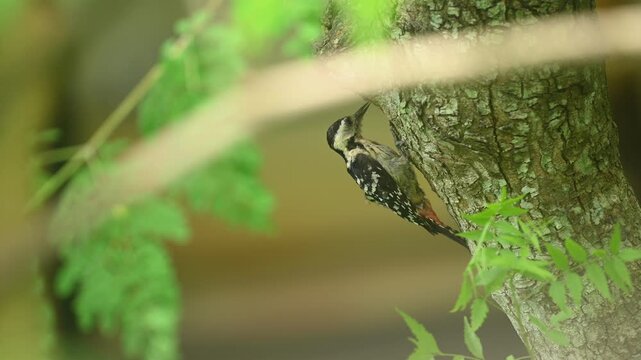 A female fulvous-breasted woodpecker (Dendrocopos macei) is observed drilling into a neem tree through the leaves of a forest. It forages actively on tree trunks and branches to consume beetles, larva
