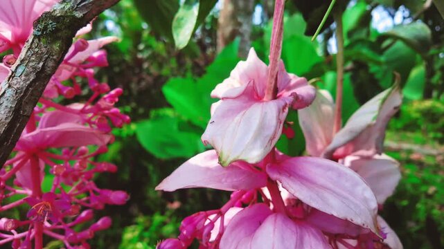 Purple Bellflower Campanula Blooming in Lawn, 4K Slow Motion Cinematic Background