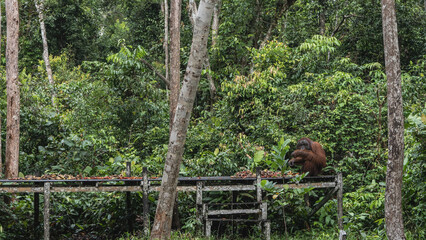 Feeding orangutans in a rehabilitation center. A large alpha male primate is sitting on a boardwalk, eating fruit. Lush jungle vegetation all around. Indonesia. Borneo. Tanjung Puting National Park.  © Вера 