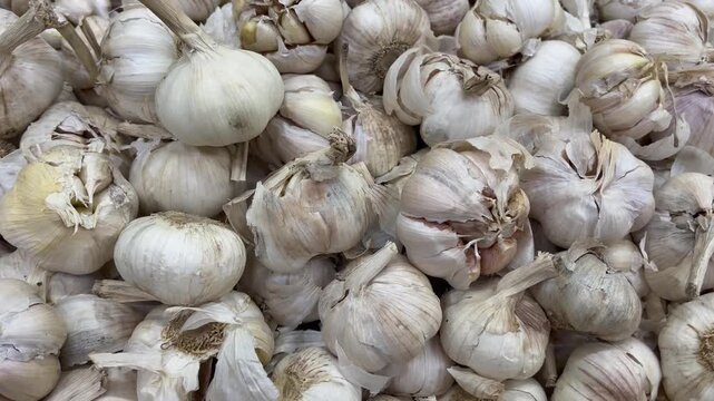 Organic raw garlic heads heap for healthy cooking recipe