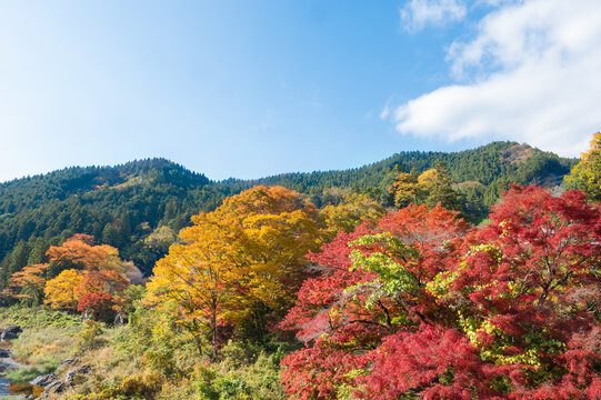 紅葉の奥多摩