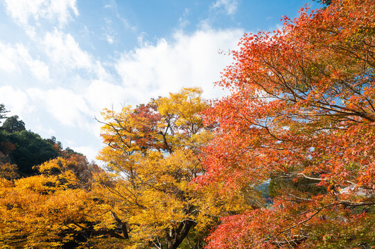 紅葉の奥多摩