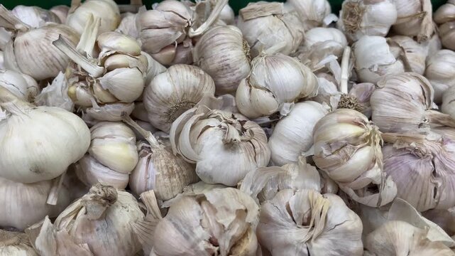 Close Up Textural Pattern of Raw Organic Garlic Bulbs