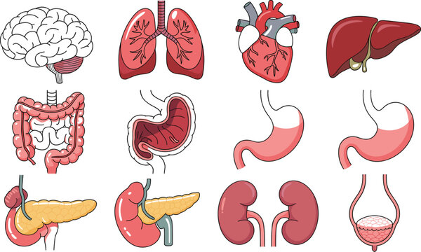 Human Internal Organs Anatomy Line Icon Vector Set Featuring Brain Lungs Heart Liver Stomach Pancreas Kidneys Intestines and Bladder Medical Outline Diagram