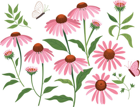 Set of pink coneflower vector illustration featuring blooming echinacea flowers, green leaves, stems, and butterflies