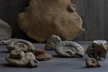 Ammonite fossils representing ancient history and paleontology © Georges_Flayols