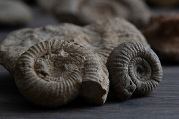 Ammonite fossils revealing ancient prehistoric marine life history © Georges_Flayols