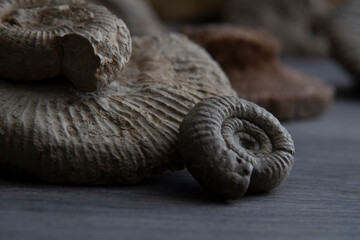 Ammonite fossils displaying spiral shell patterns on wooden surface © Georges_Flayols