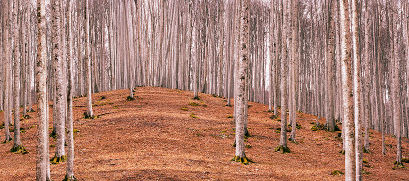 The secret path between the trees painted fiery red and bright orange