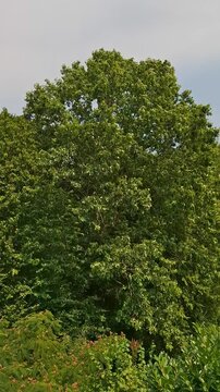 Footage of a majestic oak tree (Quercus) foliage blowing in the summer wind