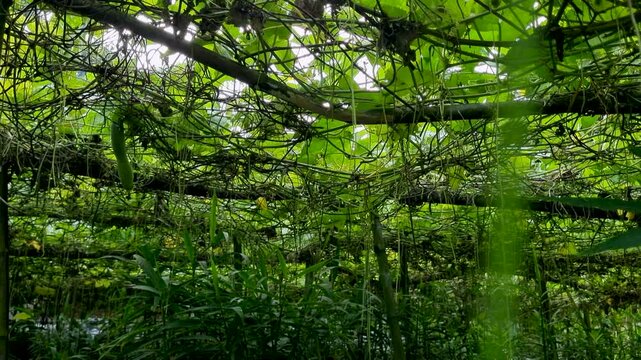 Rustic bamboo trellis structure supporting lush climbing vegetable vines garden vine farming