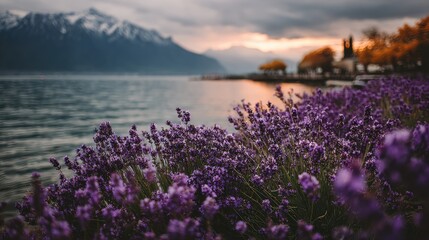Fototapeta premium Lavender by a lake at sunset. Mountains in the background