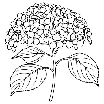 Hydrangea Line Art: A detailed black and white line drawing of a beautiful hydrangea flower, showcasing its intricate cluster of petals and broad leaves.