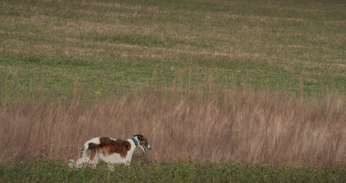 A Dog Exploratively Walking: Journey in Autumn Field