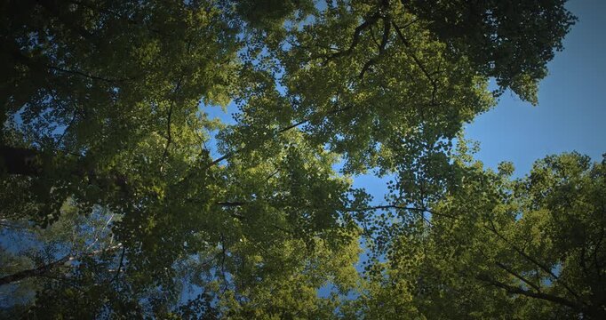 View from below of green forest trees and branches reaching into blue sky