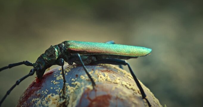 Metallic green beetle Aromia moschata feeding on a fermented plum fruit in macro