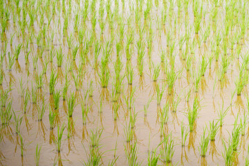 Fototapeta premium Vibrant green rice plants covering a summer paddy field in rural Japan