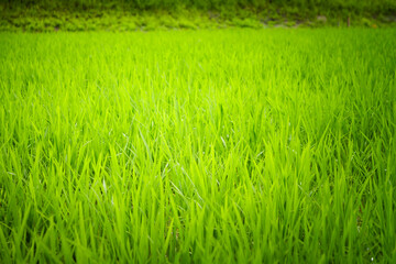 Obraz premium Vibrant green rice plants covering a summer paddy field in rural Japan