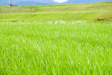 Obraz premium Vibrant green rice plants covering a summer paddy field in rural Japan