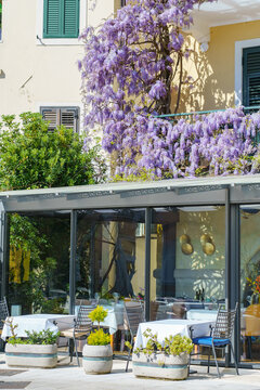 Blooming purple wisteria cascading over a charming Mediterranean restaurant terrace in Opatija, Croatia. Elegant outdoor dining surrounded by spring flowers creates a romantic Adriatic atmosphere