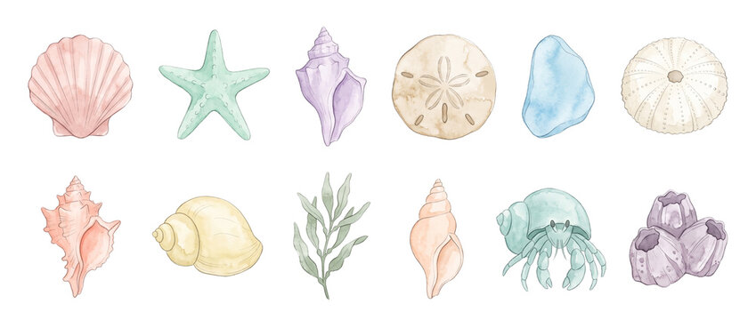 Watercolor seashell starfish clipart set featuring sea urchin sand dollar hermit crab seaweed barnacles ocean marine life icons isolated elements on black background for summer design context