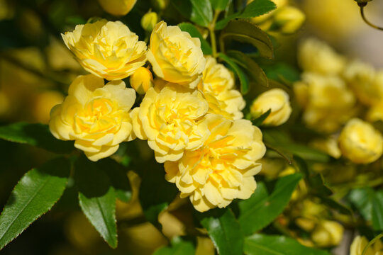 Close-up of delicate yellow climbing roses in full bloom illuminated by warm sunlight. Fresh spring blossoms create a vibrant natural background