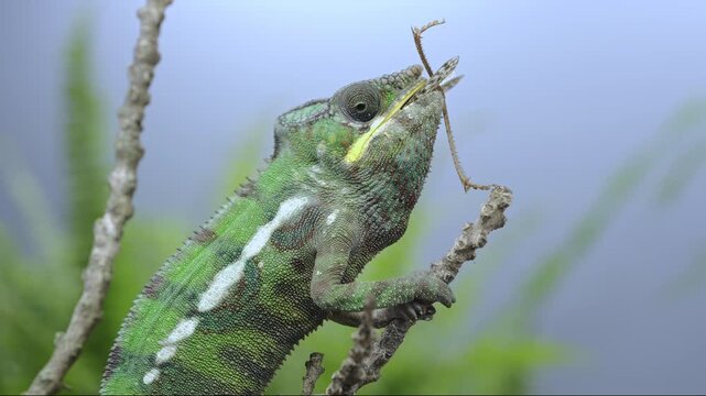 Young Furcifer pardalis lizard feeding on large bush-cricket insect sits in thin branch among vibrant green foliage. Close-up of chameleon eats big female grasshopper with long wings
