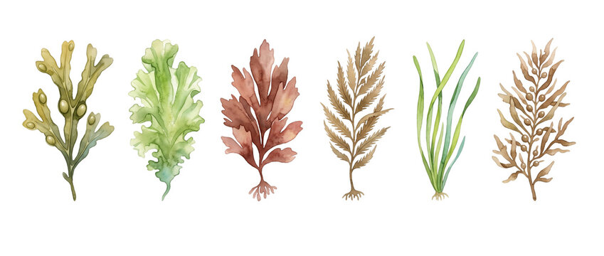 Seaweed watercolor illustration marine plant collection with green algae, red kelp, sea lettuce, and bladder wrack isolated on black background for ocean design elements and botanical biology art.