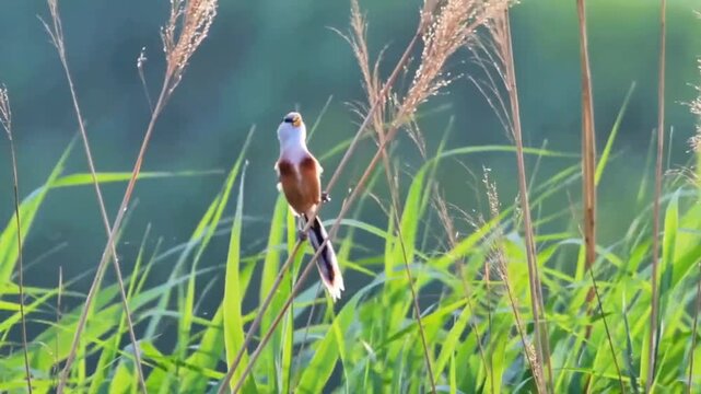 Rare Wetland Bird Clinging To Reed Stem