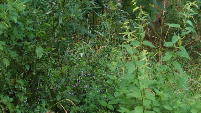 White butterfly flying around stinging nettles and purple wildflowers