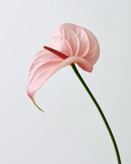 Obraz premium Delicate anthurium flamingo flower blooms in soft pink against a serene backdrop Generative AI