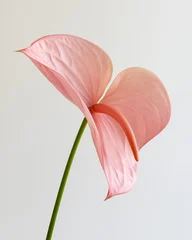 Delicate anthurium flamingo flower blooming gracefully in soft light Generative AI © Maksim Shebeko