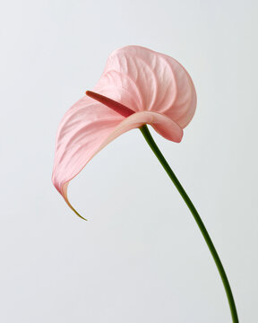 Delicate anthurium flamingo flower blooms in soft pink against a serene backdrop Generative AI