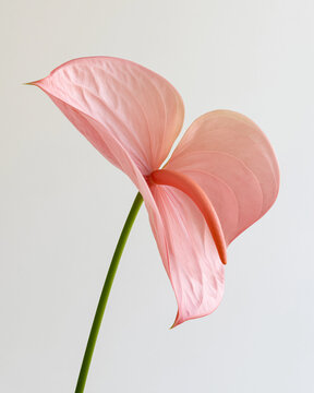 Delicate anthurium flamingo flower blooming gracefully in soft light Generative AI