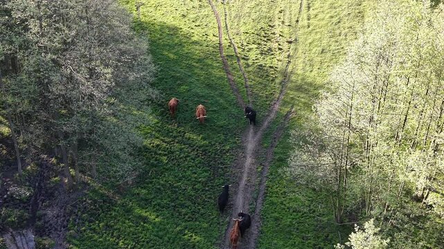 Rural drone view of cow herd amid rolling meadow