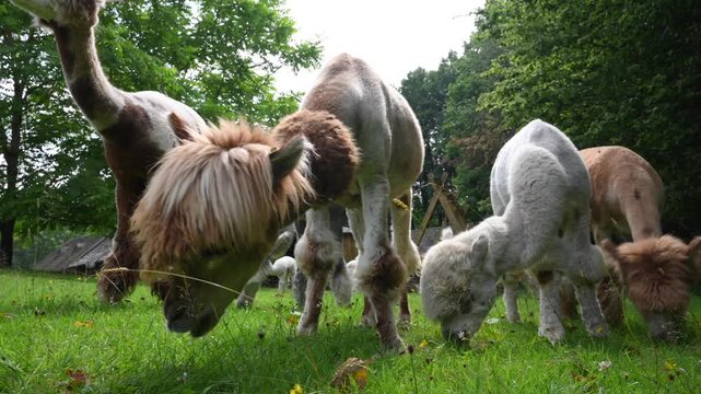 Herd of alpacas (Vicugna pacos) feed on grass on an alpaca farm.